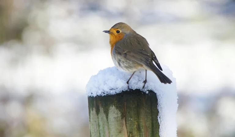 Vannacht en donderdag­och­tend code geel in Brabant